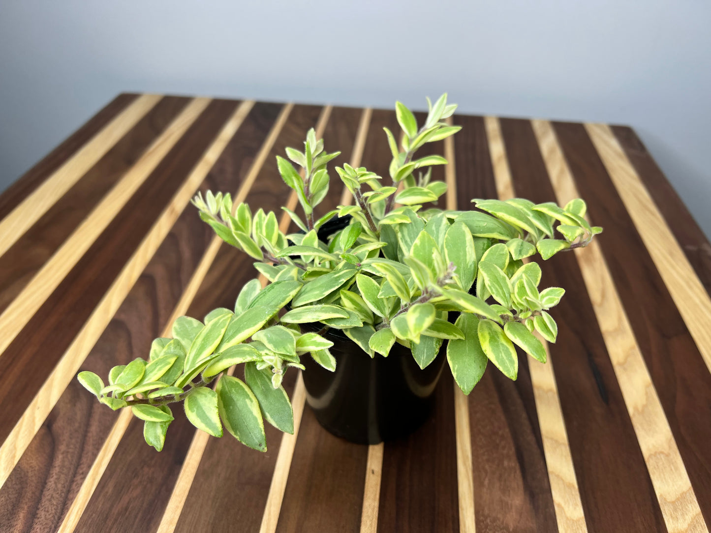 Lipstick plant Bicolor