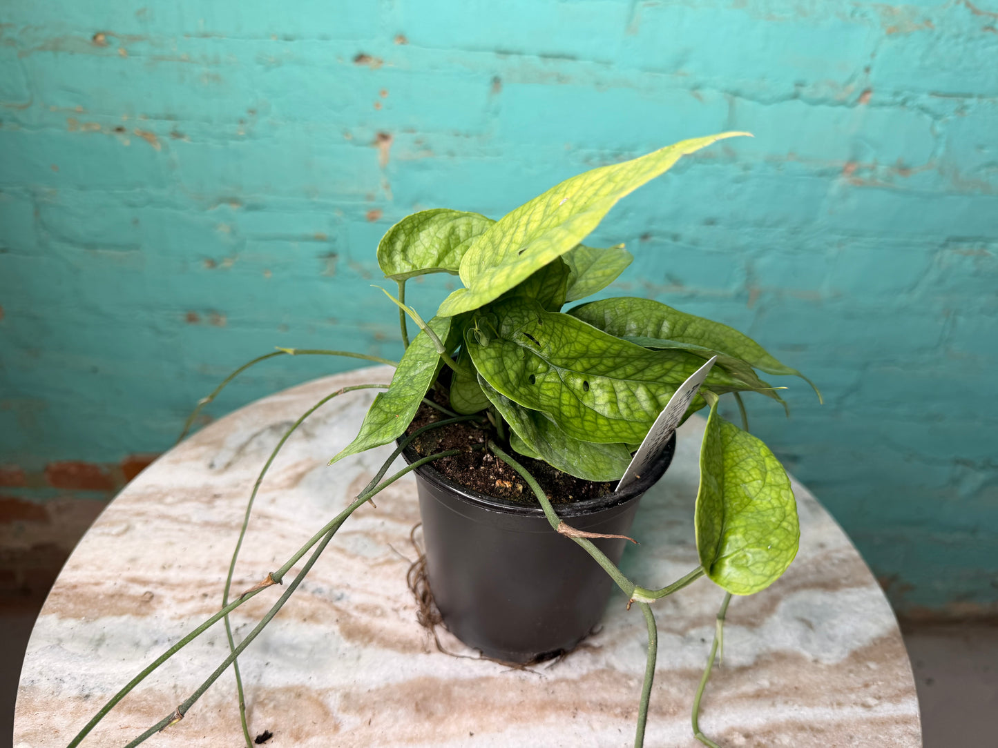 Amydrium Medium Silver 4” (“Monstera Spider-Man)
