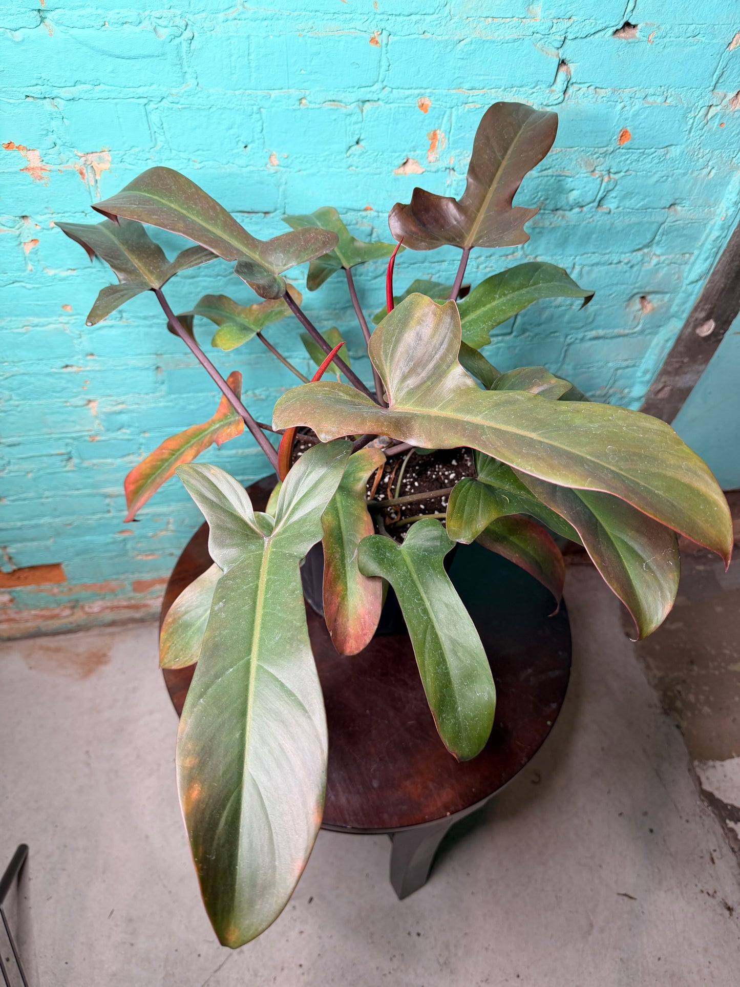 Philodendron Florida Bronze 10”