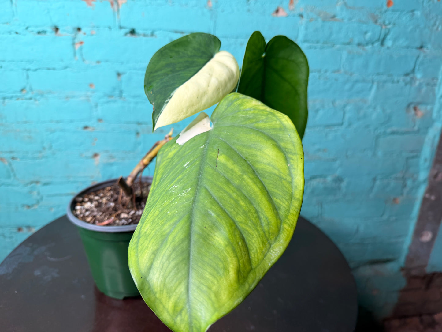 Syngonium Chiapense Variegated 6”