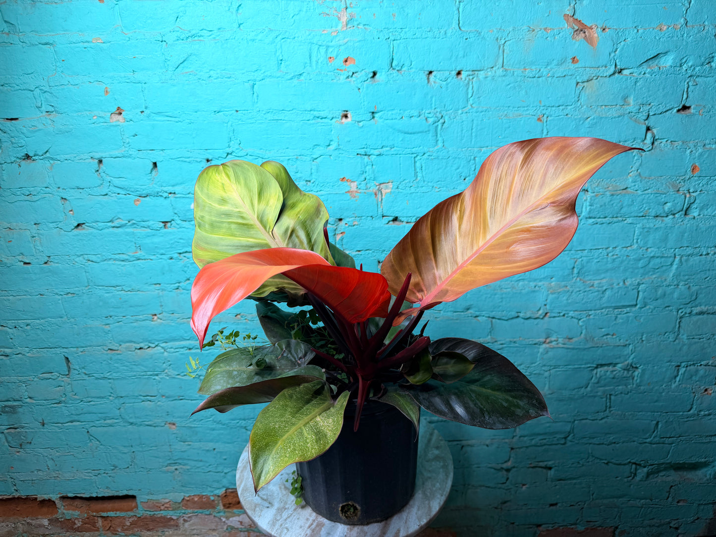 Philodendron McColley’s Finale 10”