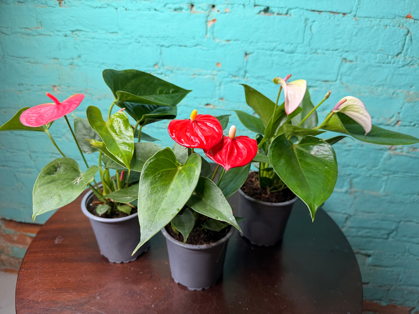 Anthurium Flamingo Flower 4” each
