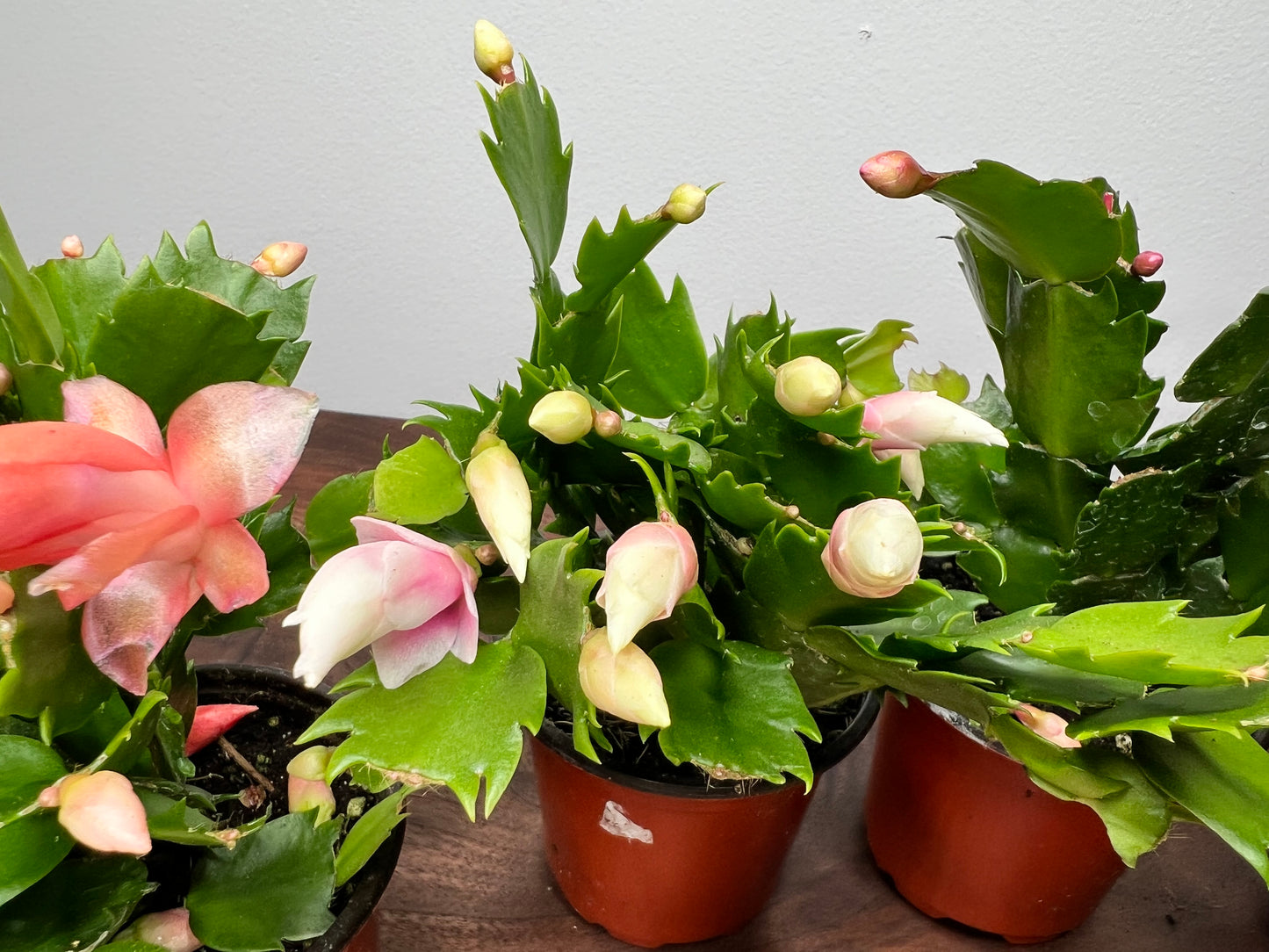 Thanksgiving Cactus 4”