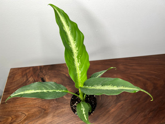 Dieffenbachia Panther