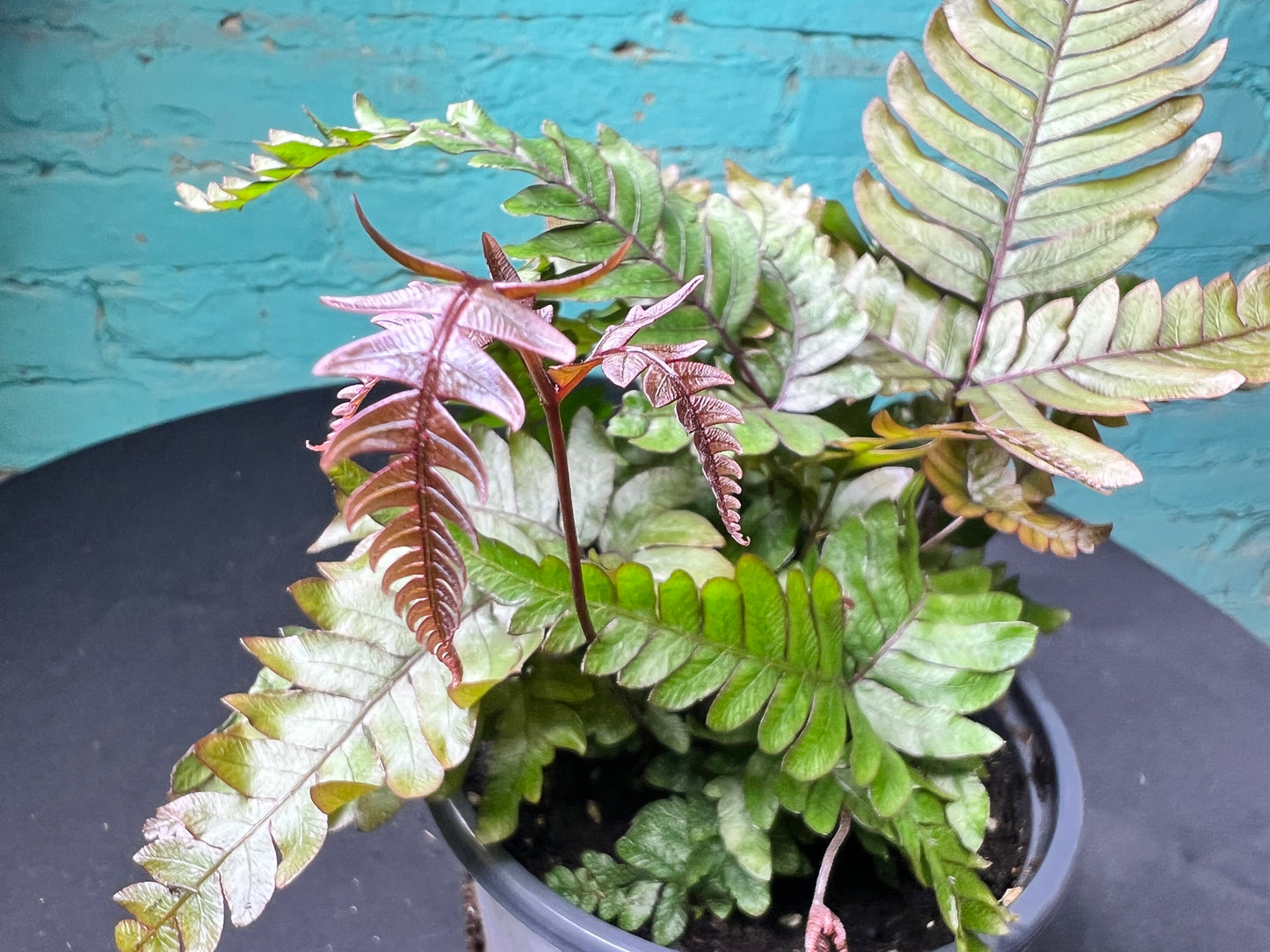 Pteris cretica ‘Mayii’- Silver Brake Fern 4”