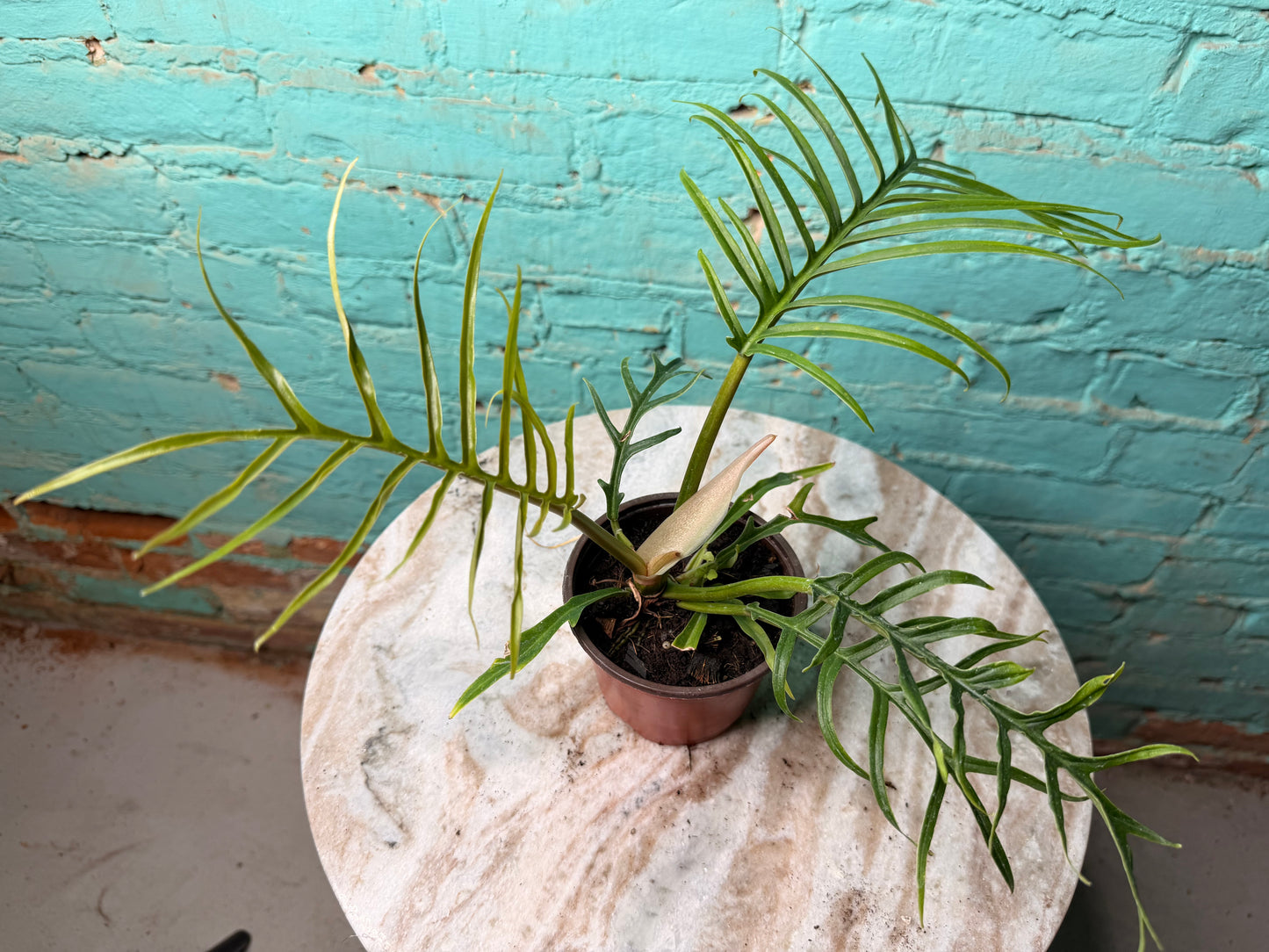 Philodendron Tortum 4”