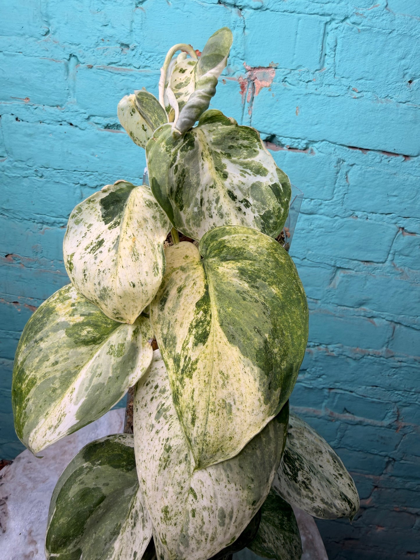 Scindapsus 'Jade Satin' aurea variegated -Moss Pole