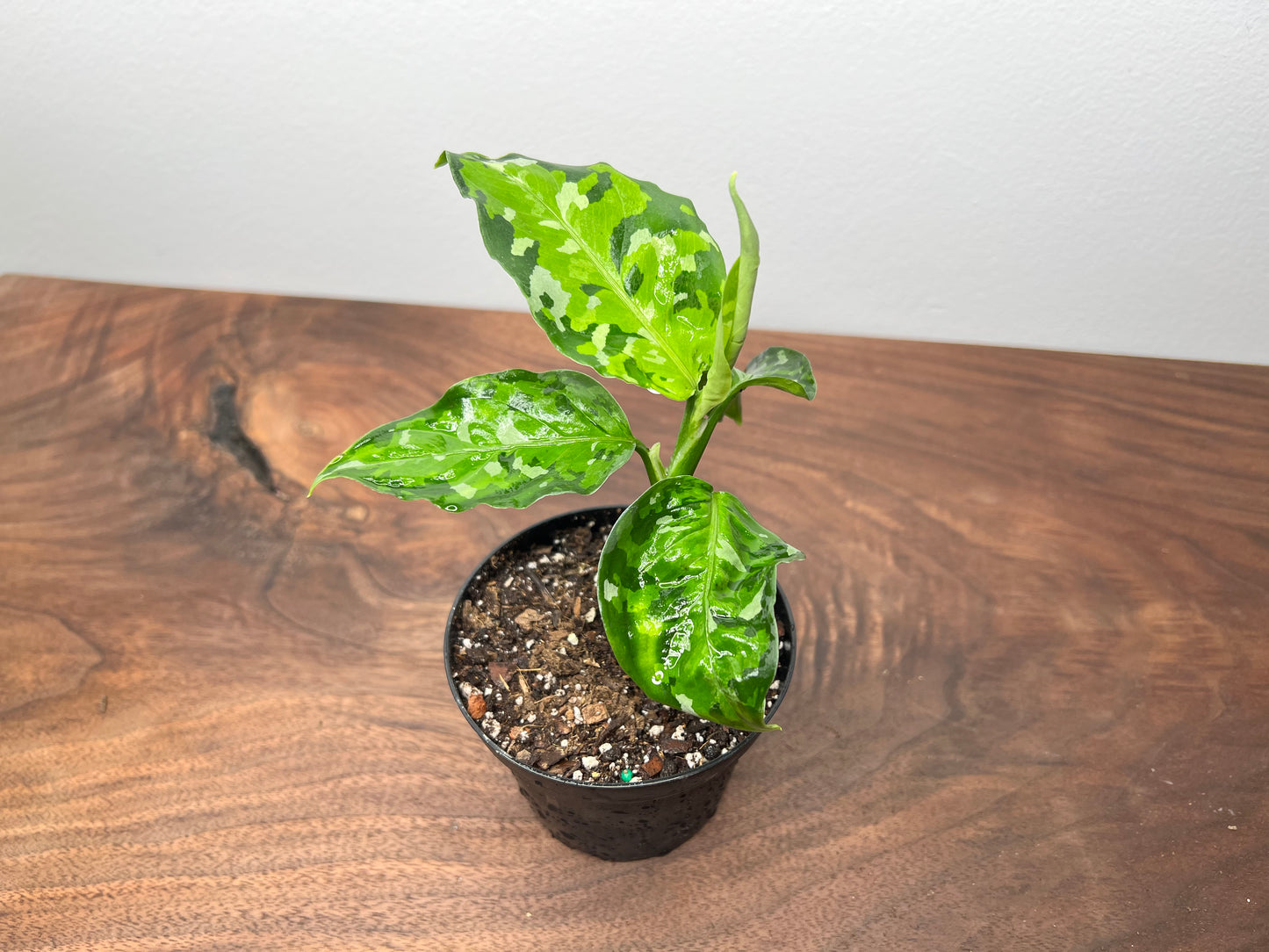 Aglaonema- Pictum tricolor (Camo)