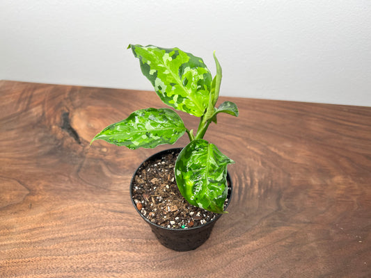 Aglaonema- Pictum tricolor