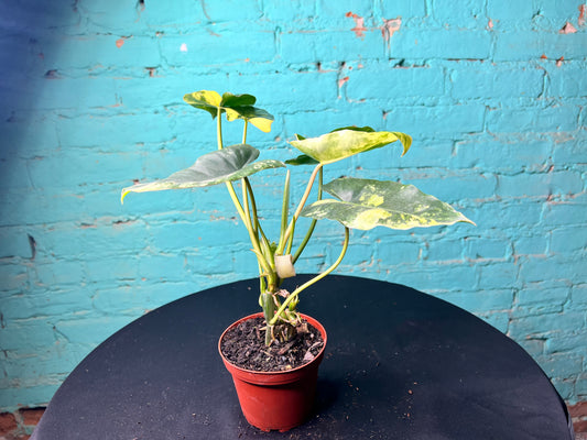 Philodendron Burle Marx Variegated 4”