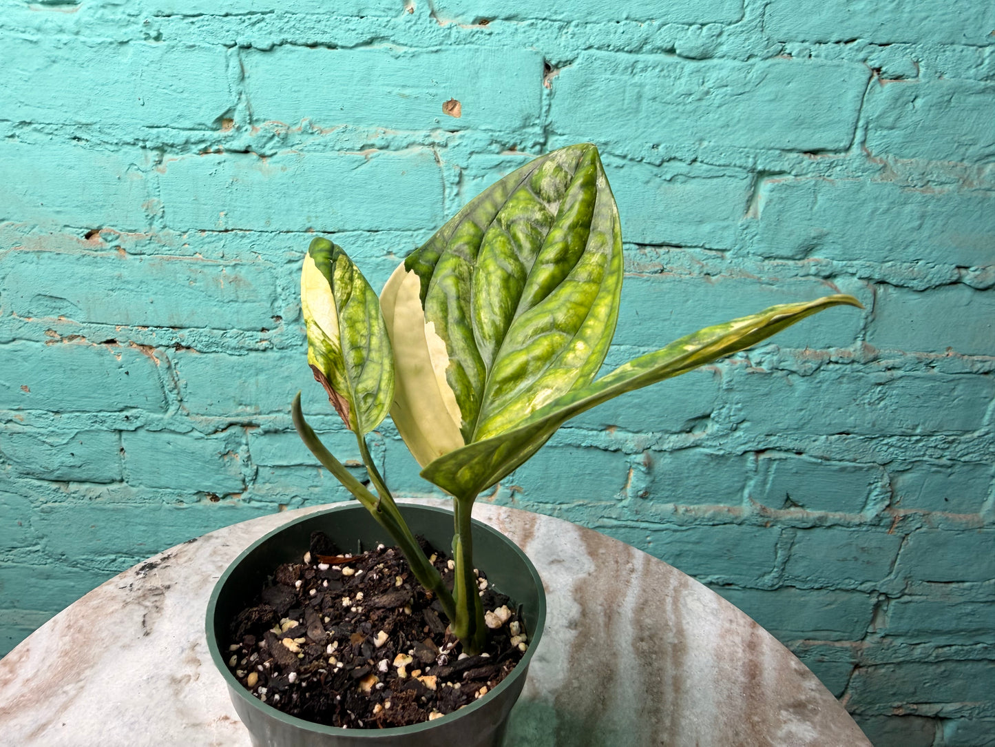 Monstera Peru Variegated 4”