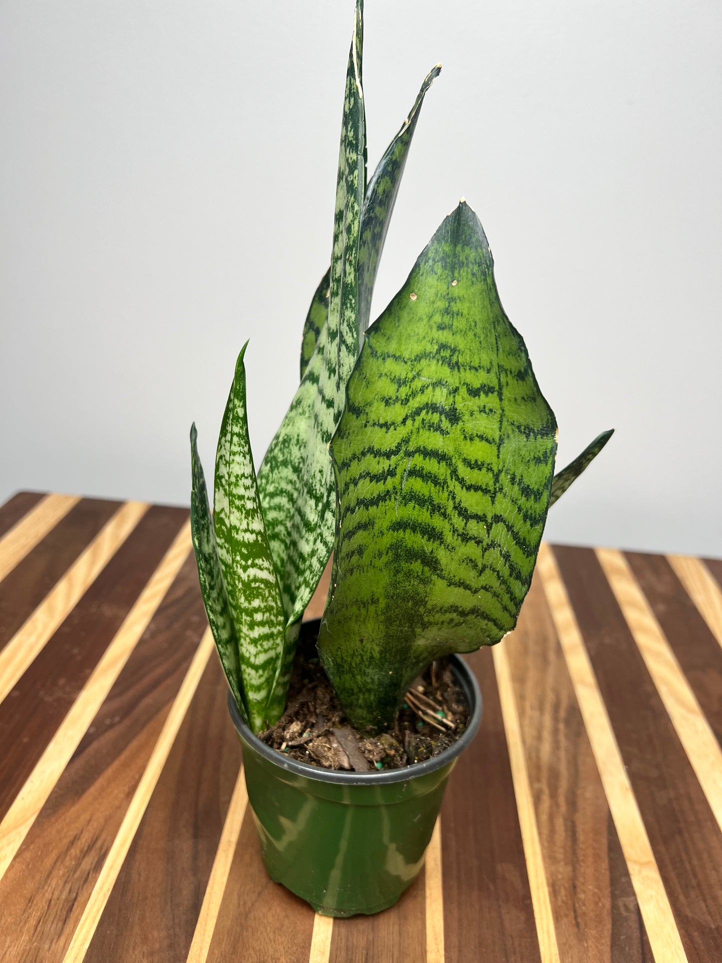 Snake Plant 4”