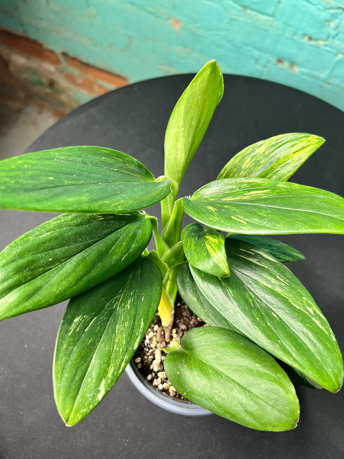 Monstera Standleyana Variegated