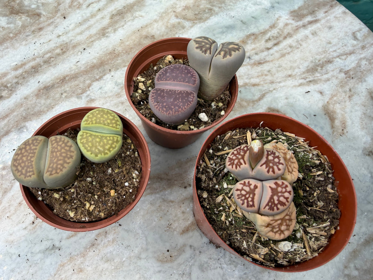 Living stones 3”