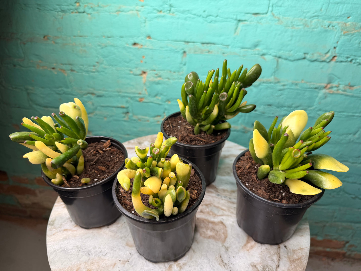 Jade- Fingers/Orgre Ears Variegated 4”