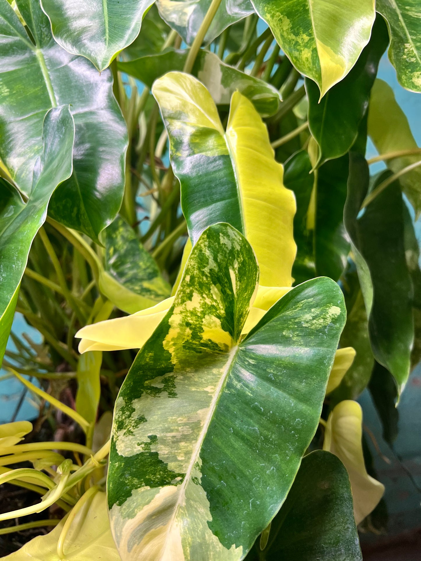 Philodendron Burle Marx Variegated 10” (Mature Plant)