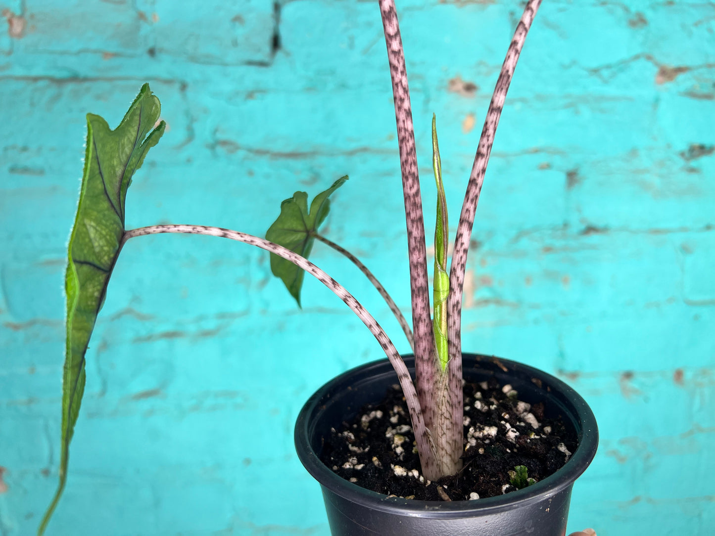 Alocasia Jacklyn 4”