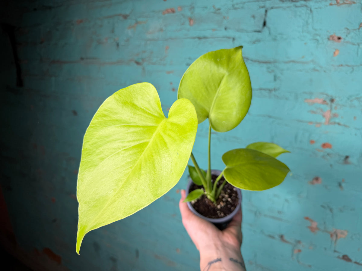 Monstera Deliciosa ‘Lemon Lime’ 
4”