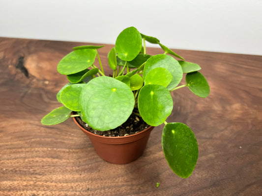 Pilea Peperomioides (4inch) Chinese Money Plant