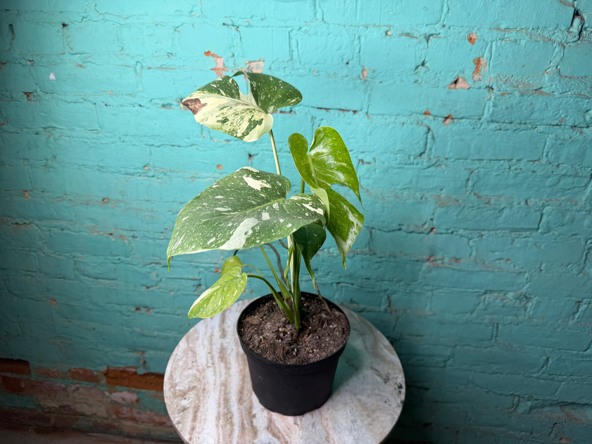 Monstera Thai constellation 4” repotted to 6”