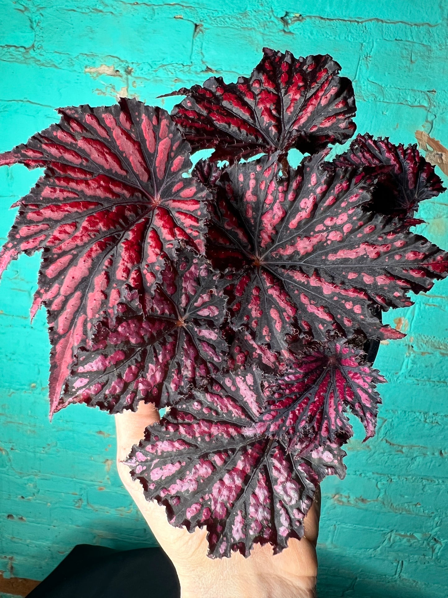 Begonia Rex “Bewitched Black & Red”