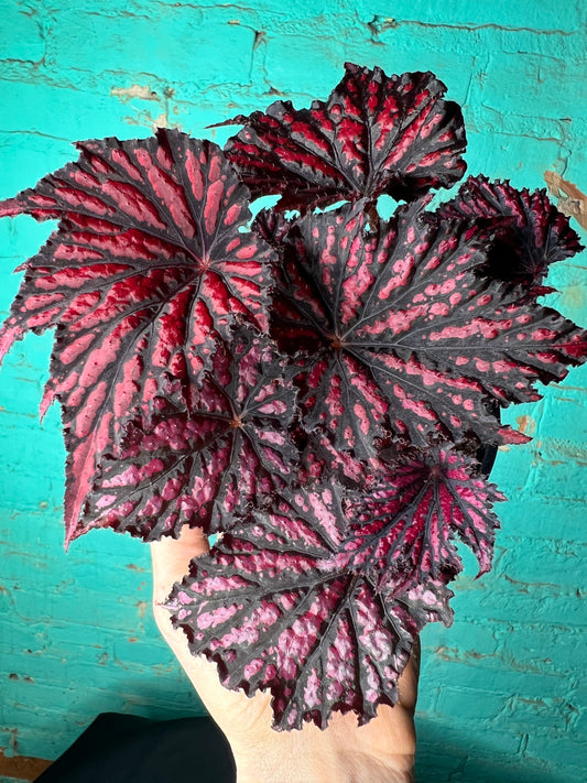 Begonia Rex “Bewitched Black & Red”