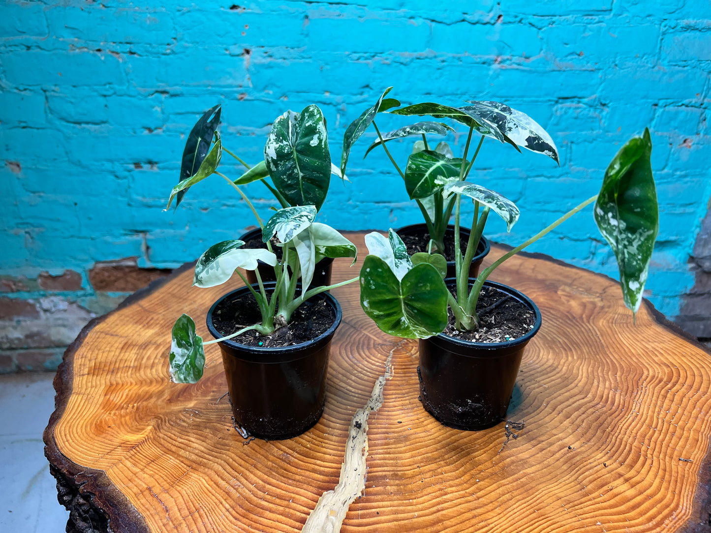 Alocasia Frydrek Variegated 4”