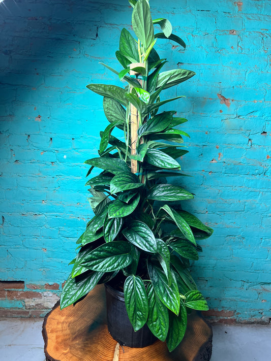 Monstera Peru 10” Totem