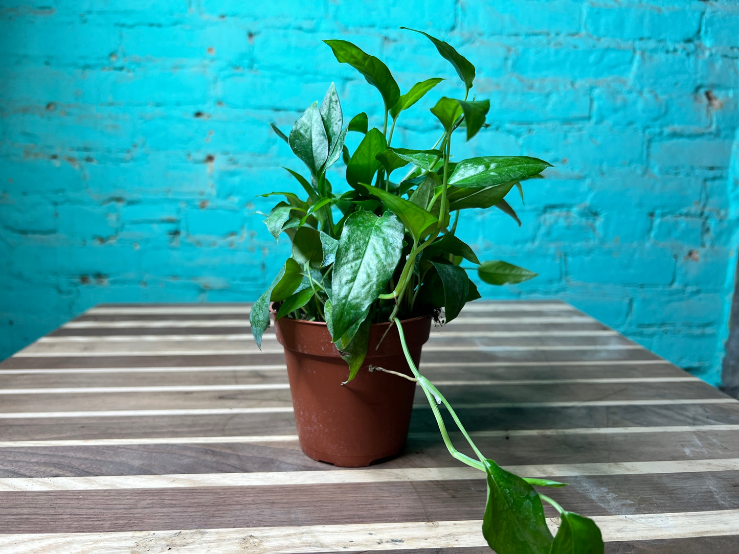 Pothos Skeleton Key