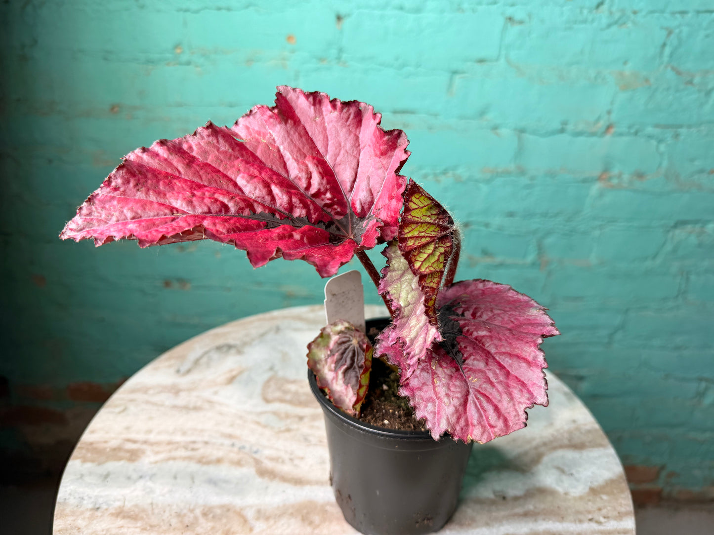 Begonia T-Rex ‘Ruby Slipper’