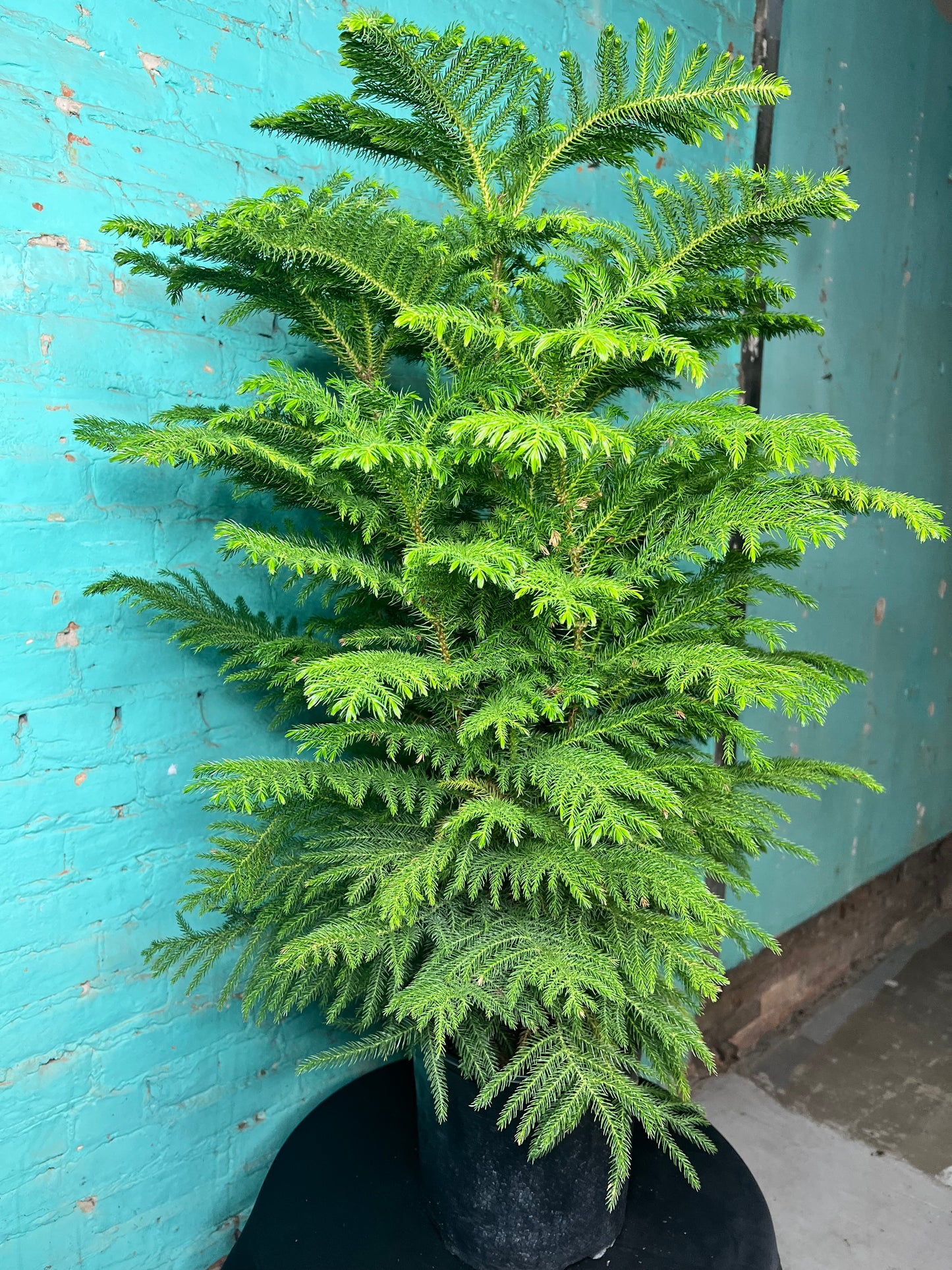 Norfolk Pine 10”