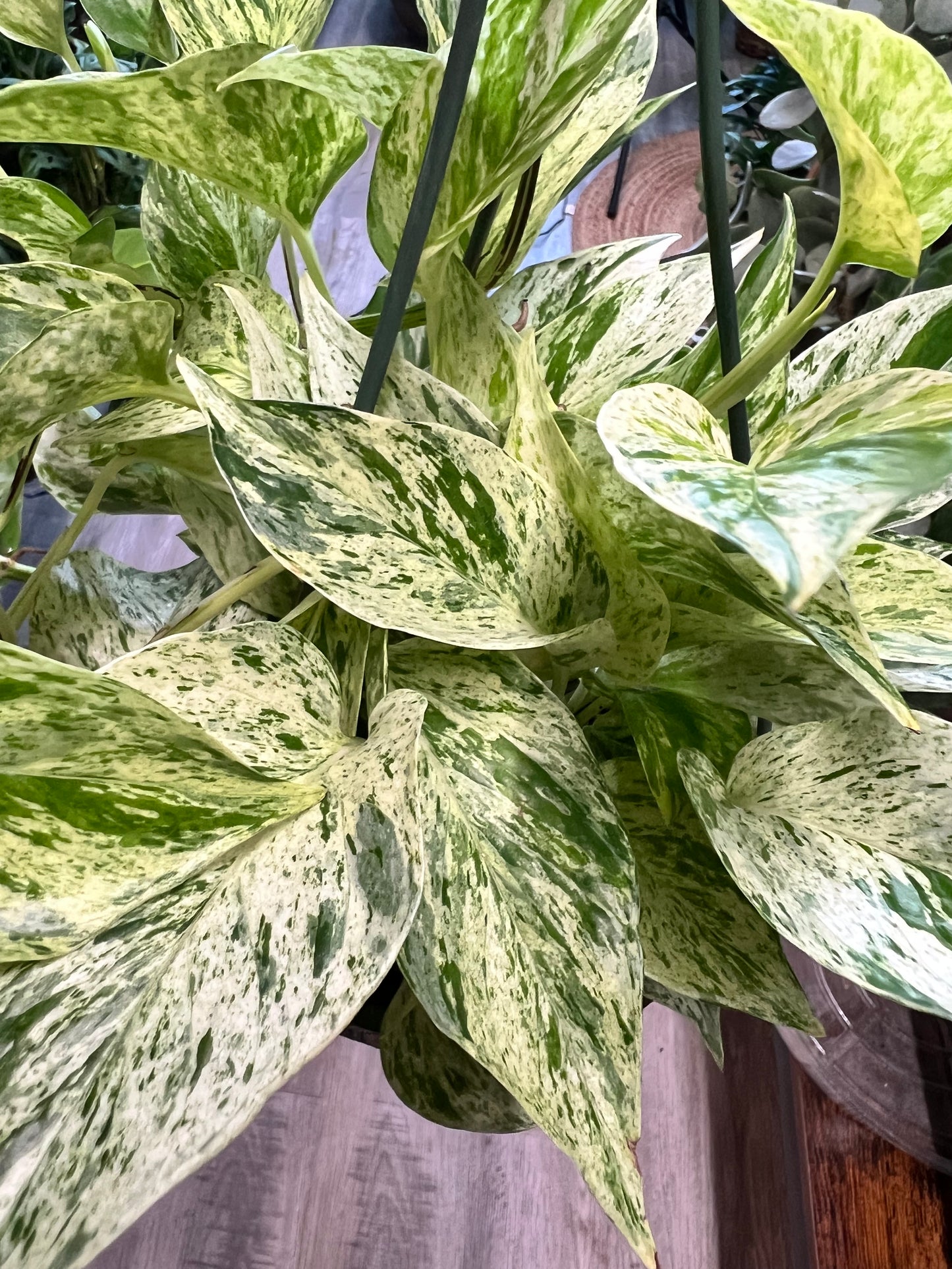 Pothos Marble Queen 8” basket