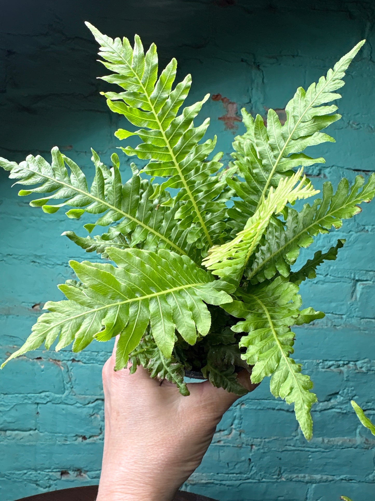 Blechnum Gibb Silver  “Silver Dwarf Tree Fern” 4”