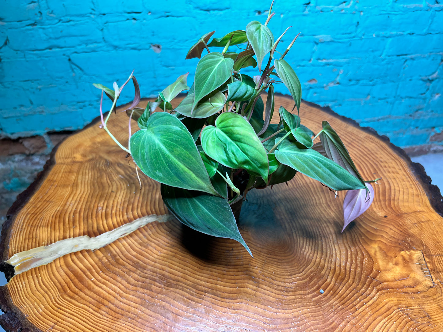 Philodendron Mican 4”