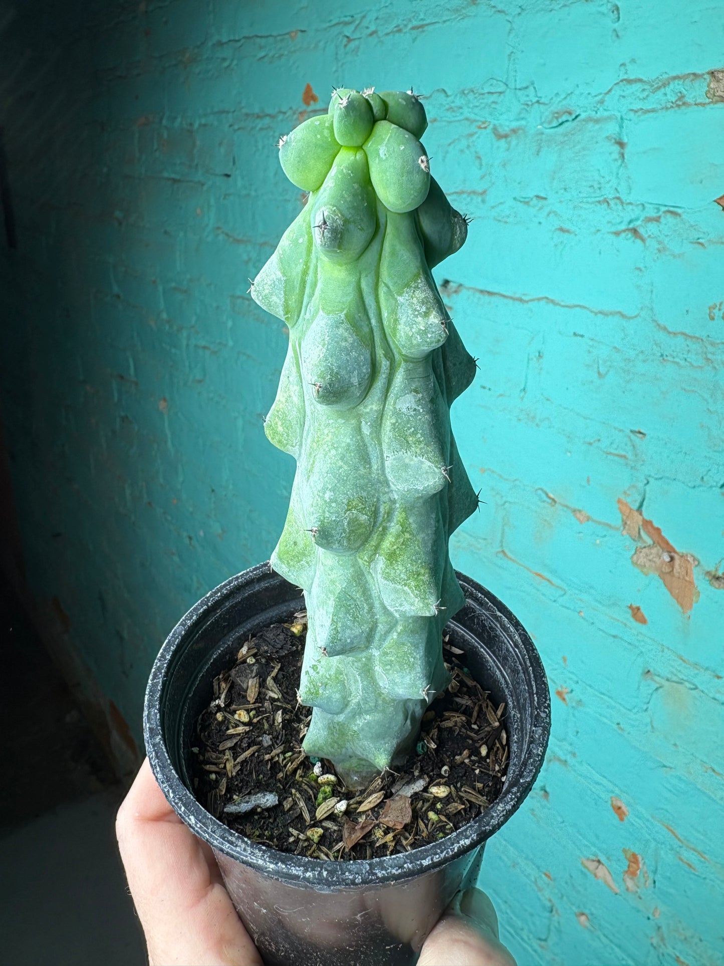 Boobie Cactus 4”