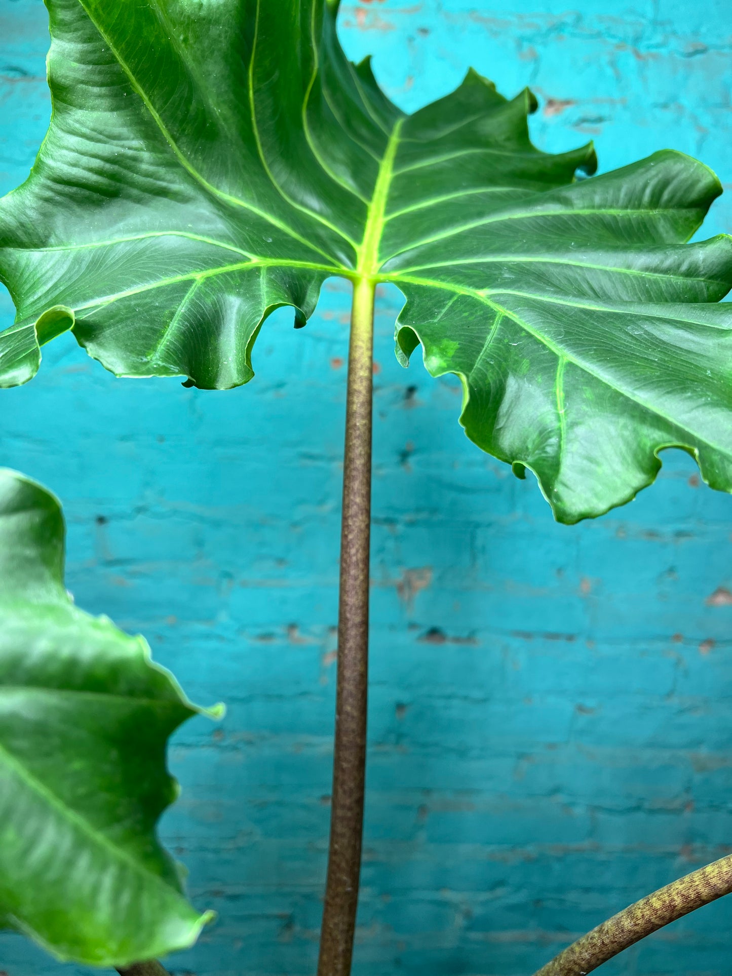 Alocasia Golden Dragon 6” (2.5 ft)