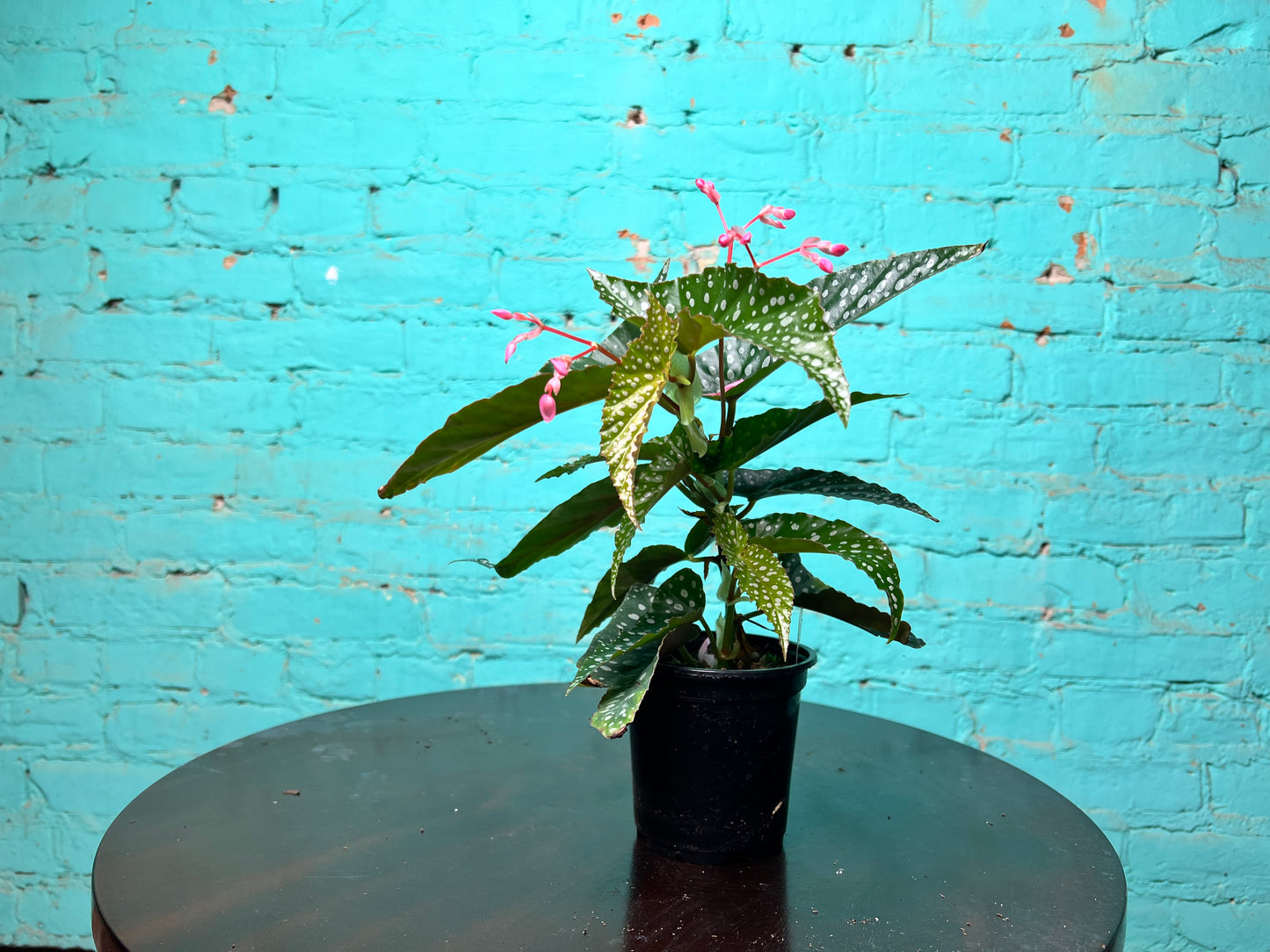 Begonia maculata- Silver Polka Dot 4”