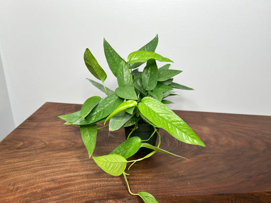 Cebu Blue Pothos 4”