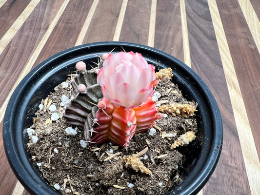 Gymnocalycium Mihanovichi Variegated Friedrich 5