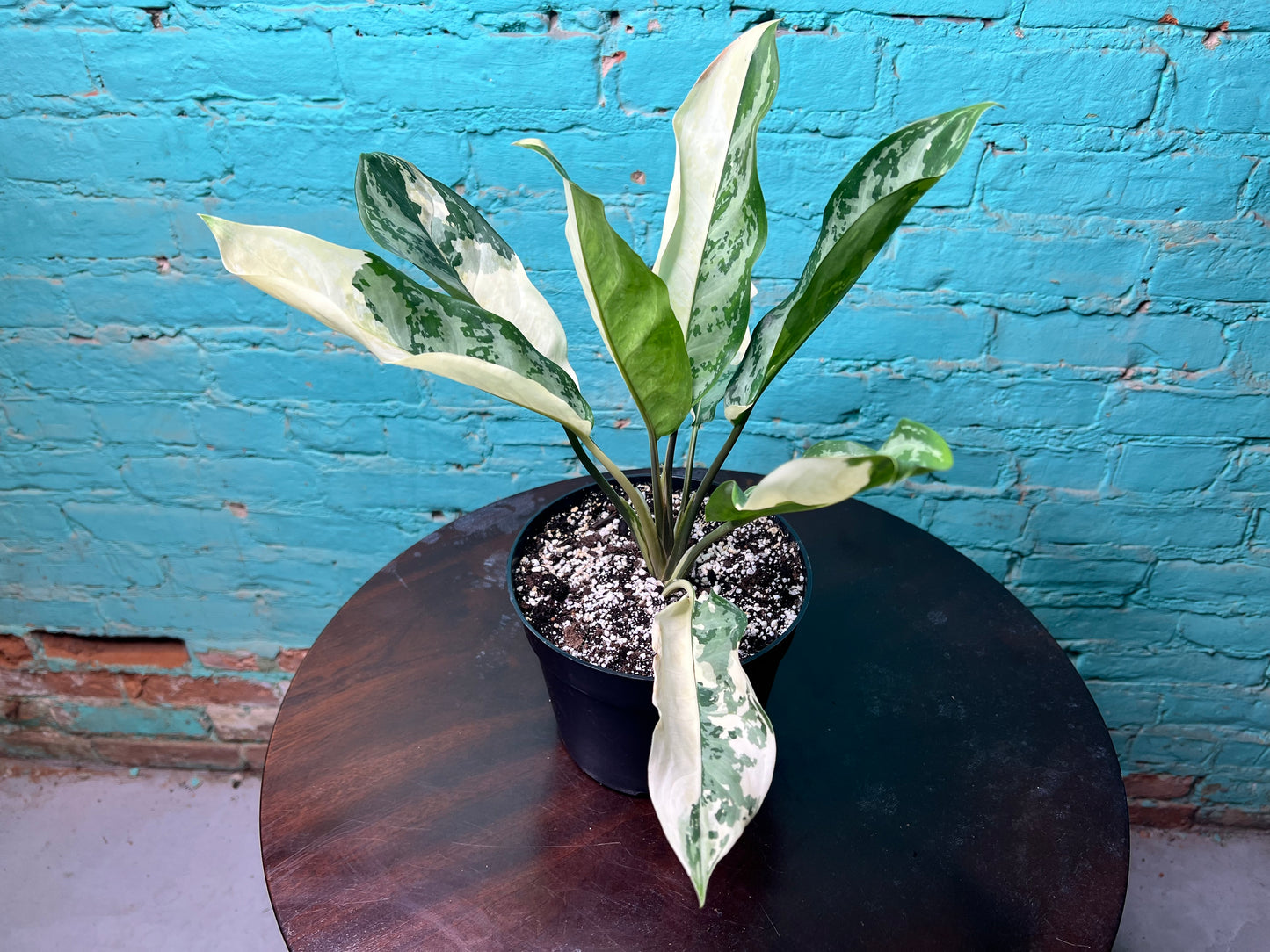 Aglaonema Manila Pride Variegated 6”