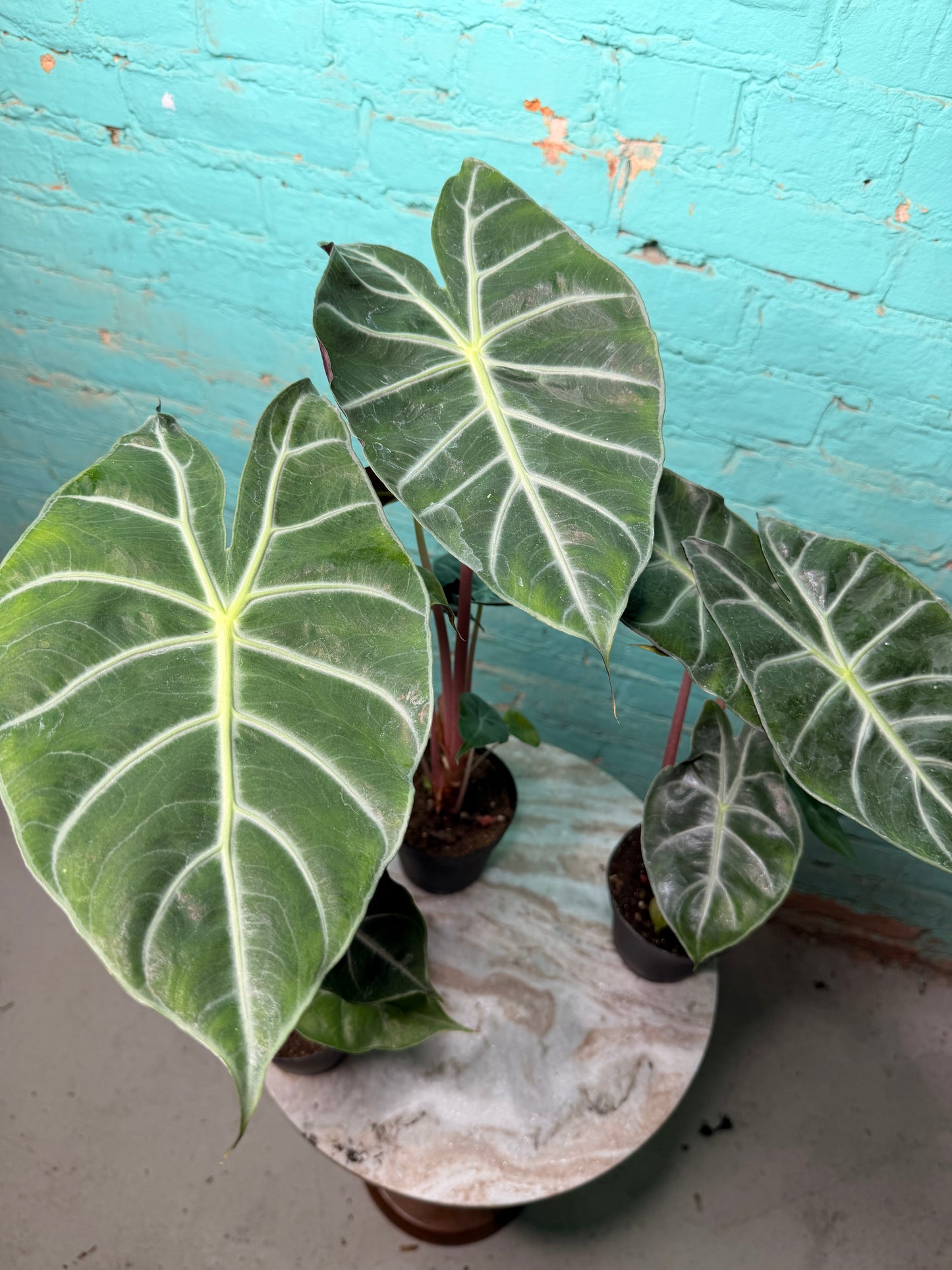 Alocasia Morocco (Pink Dragon) 4”