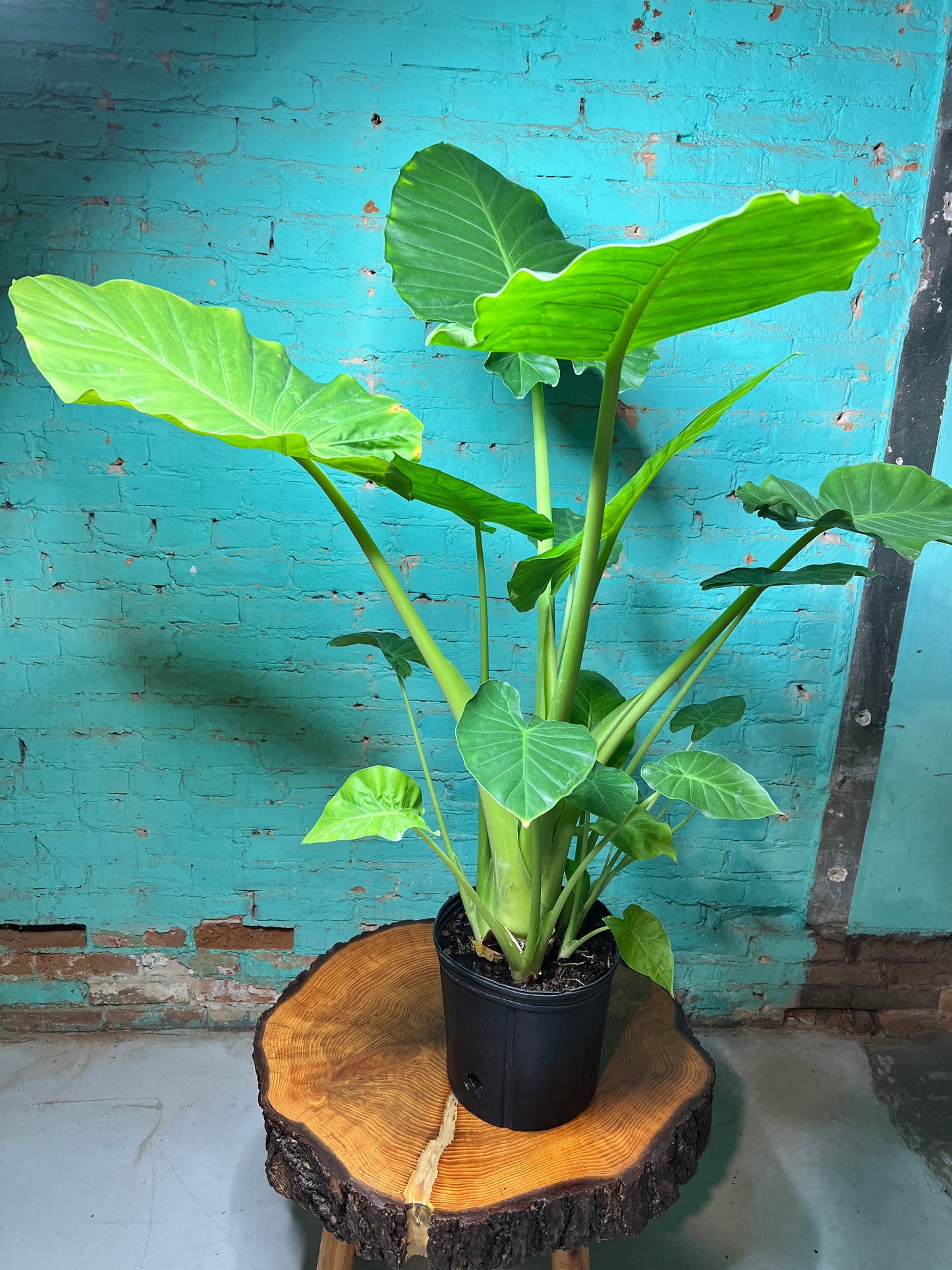 Alocasia Green Giant 10”