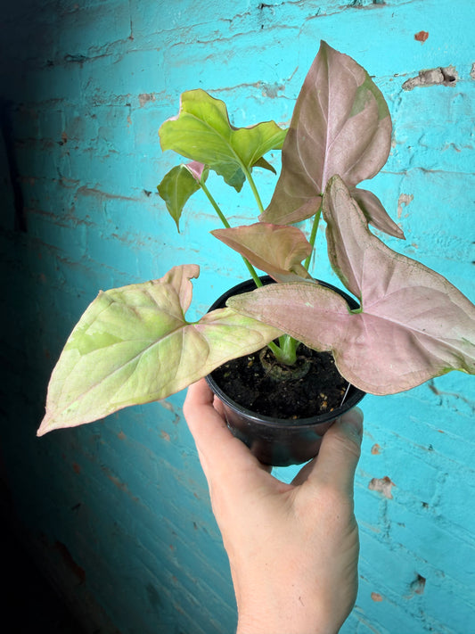 Syngonium-Pink Perfection