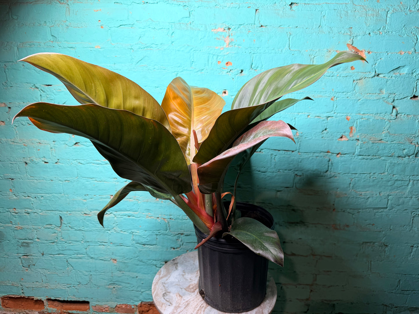 Philodendron Imperial Red 10”