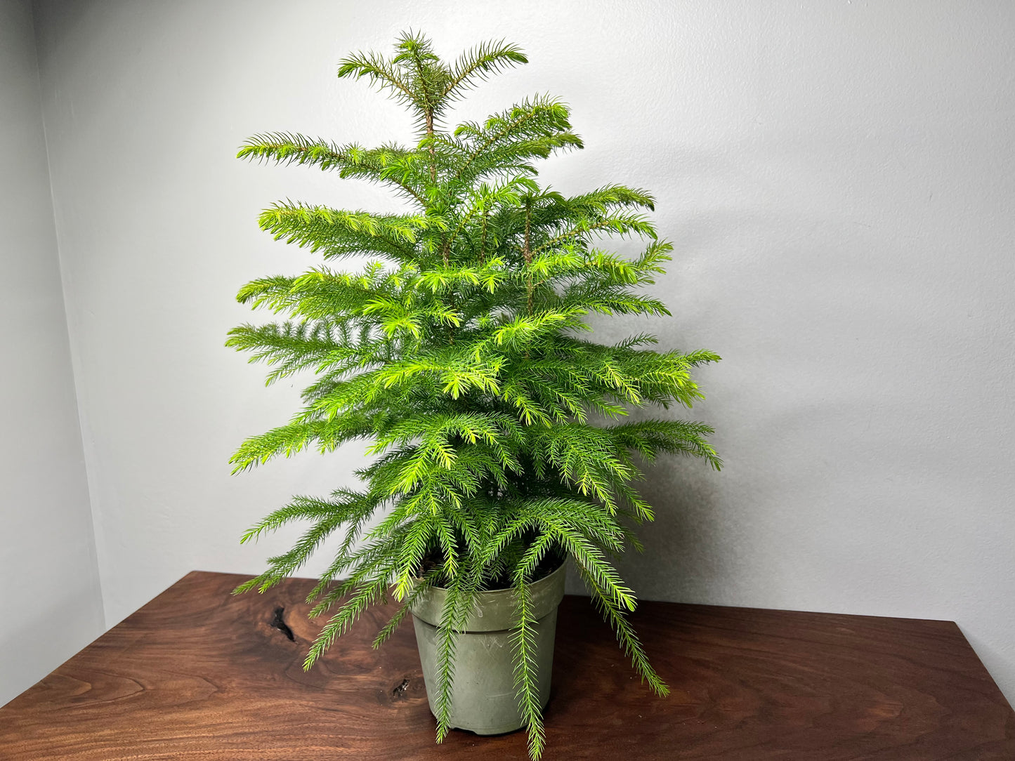 Norfolk Pine 6”