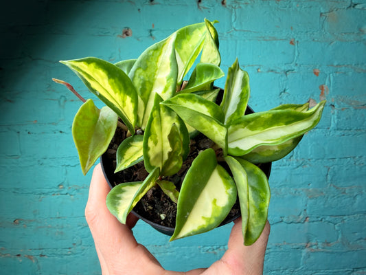 Hoya Carnosa Tri Color Exotica 4”