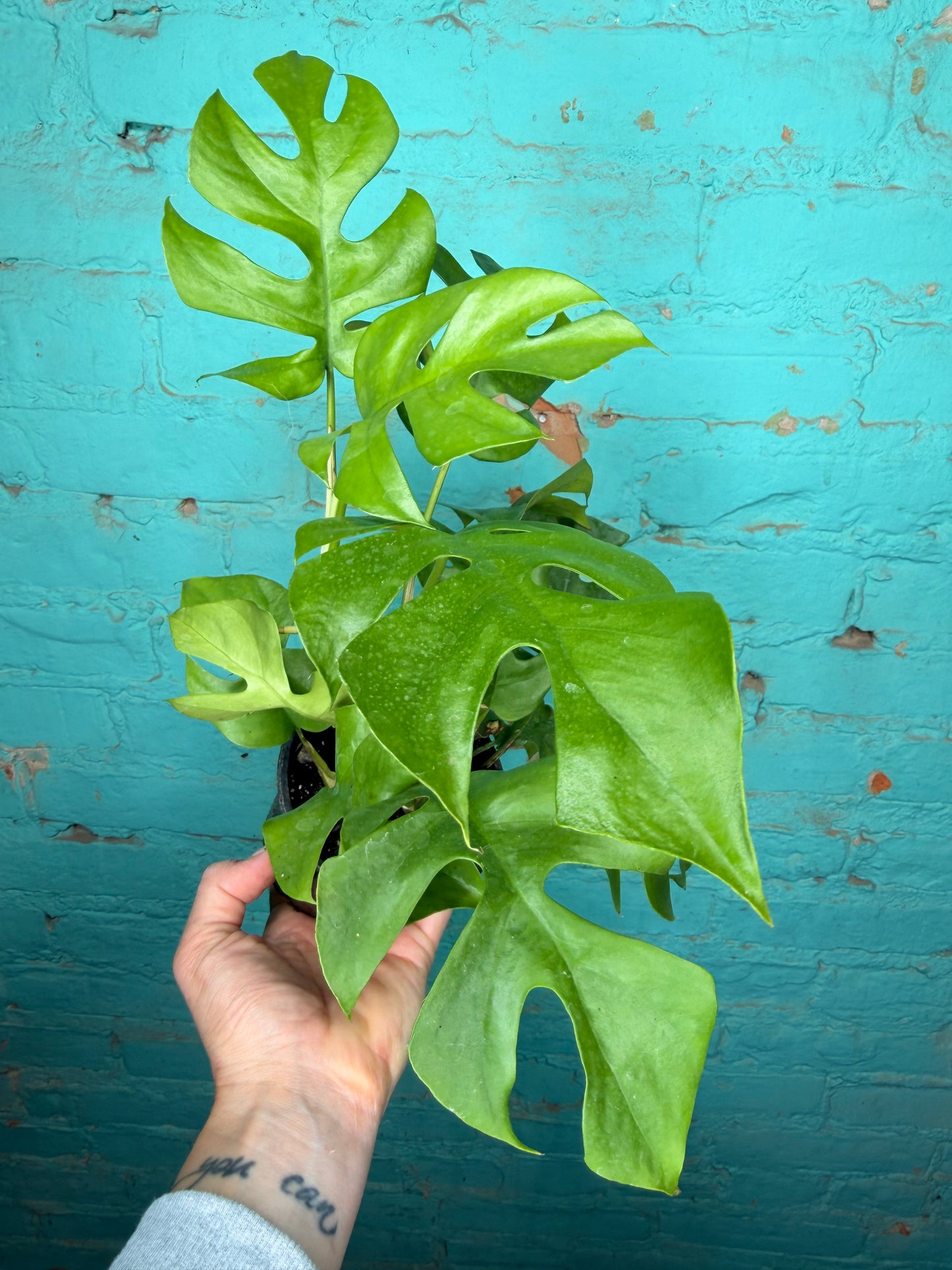 Rhaphidophora Tetrasperma ‘Mini Monstera 4”