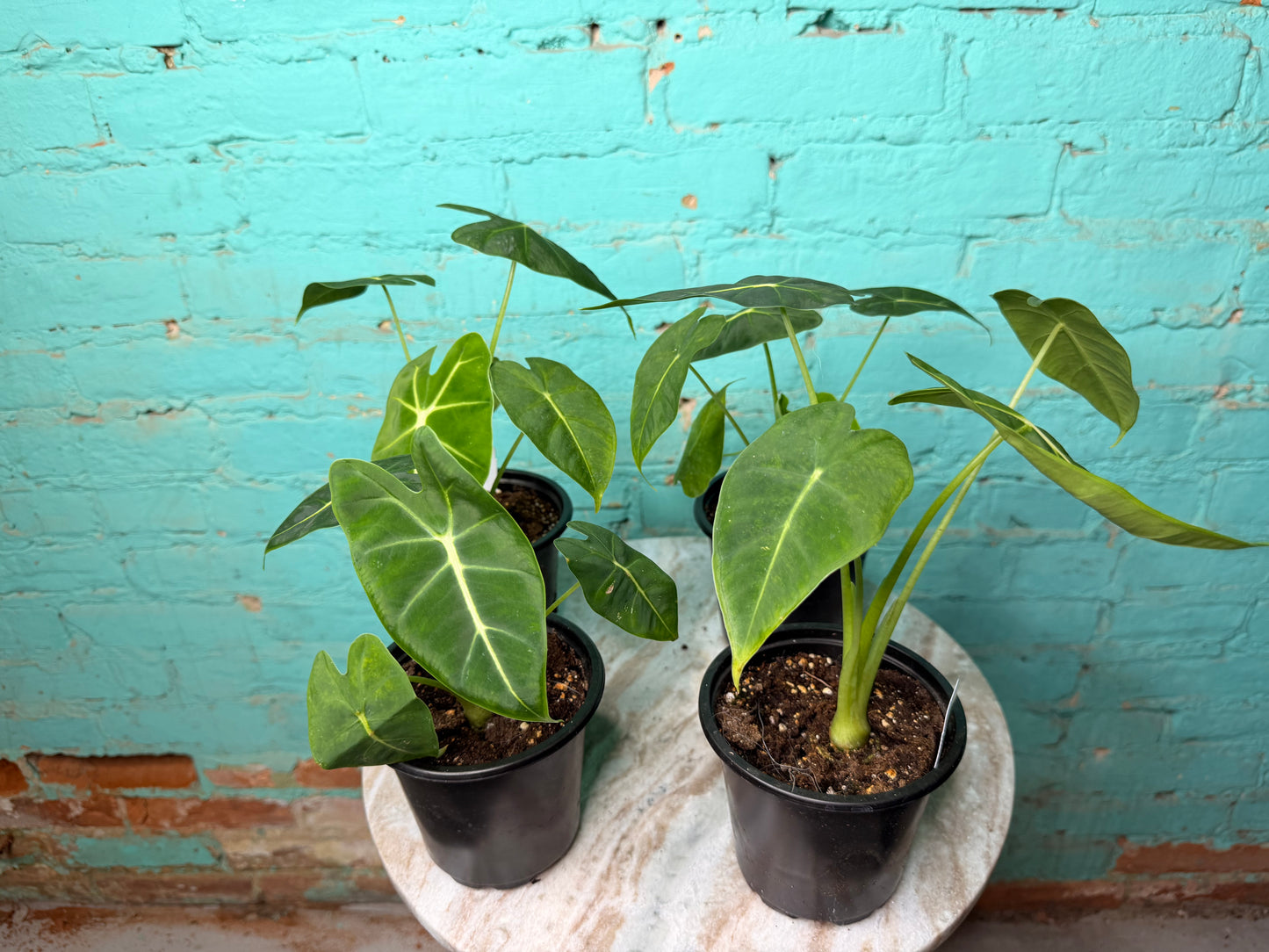 Alocasia Frydrek 4”