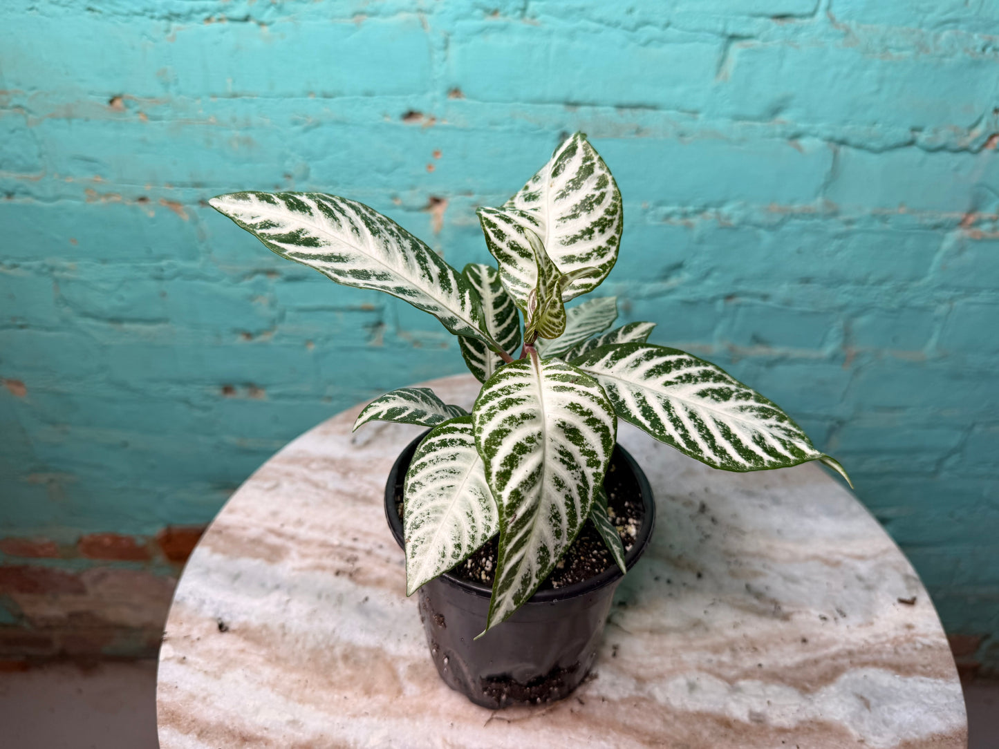 Zebra Plant Snow White 4”