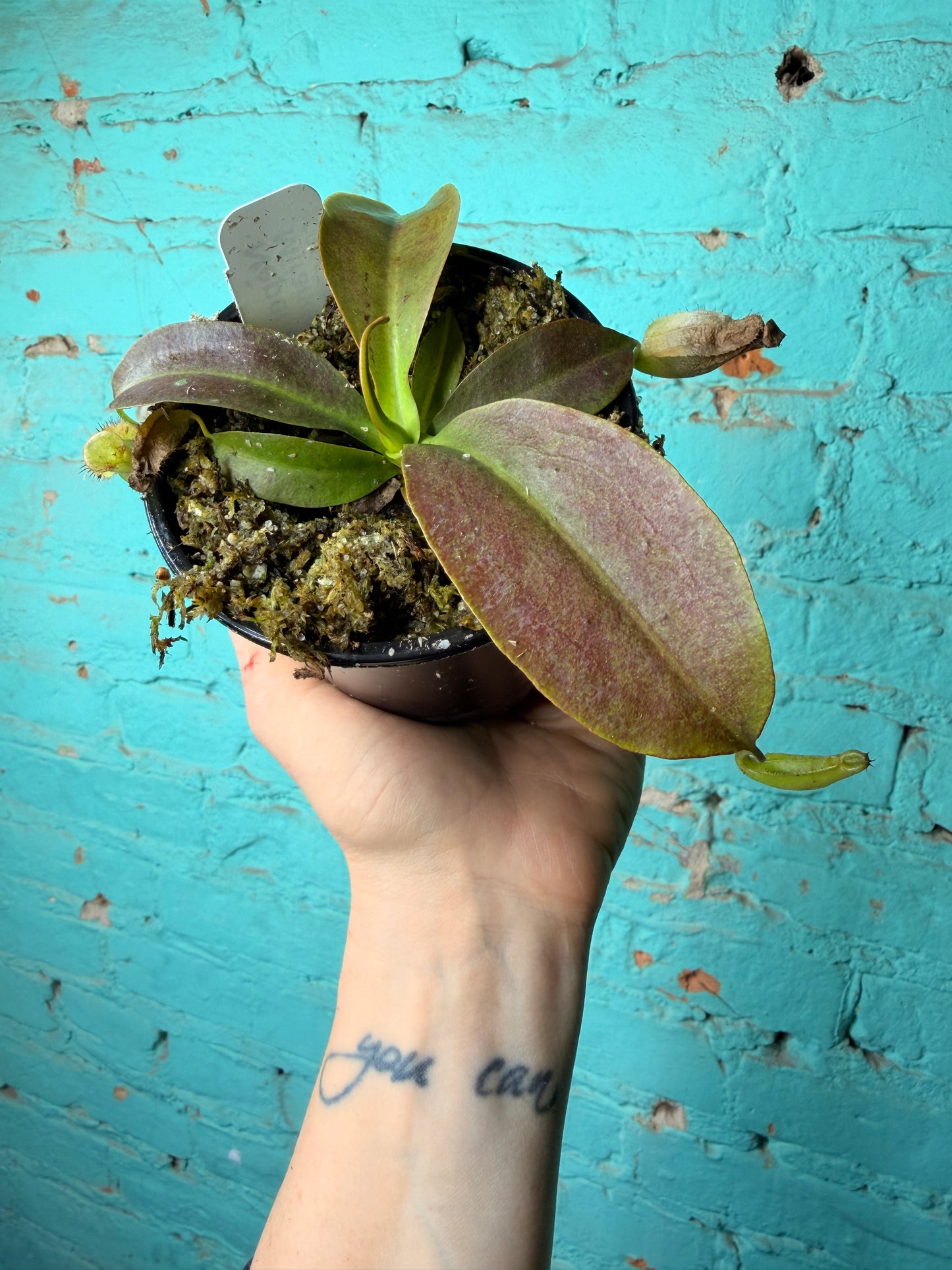 Nepenthes Pitcher Plant “Miranda” 4”